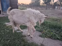 عنزة, Saanen goat — الصورة 4