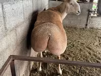 Carnero, Afghan Arabi sheep — foto 3