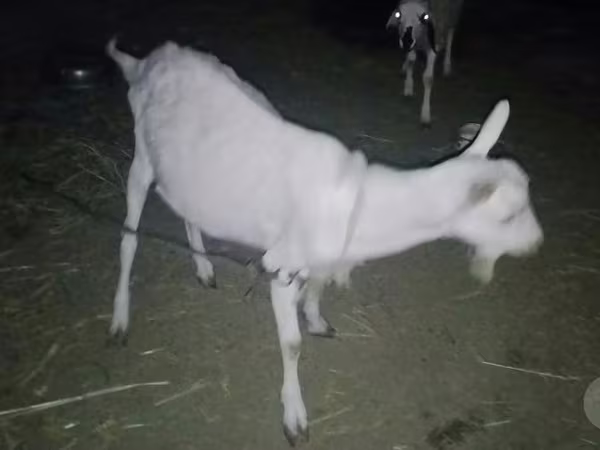 Ziegenbock, Saanen goat