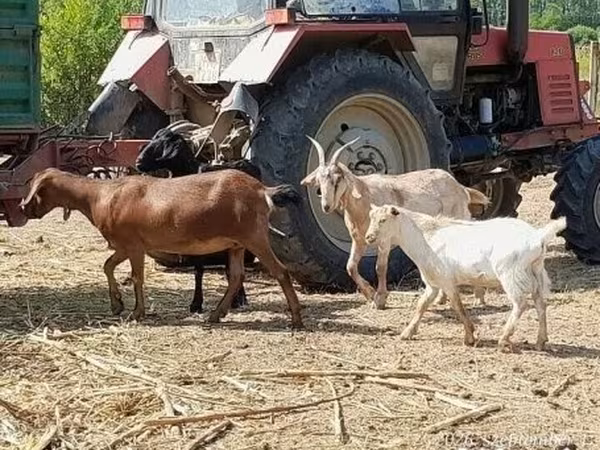 母山羊, Nubian Goat
