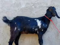 عنزة, Beetal goats — الصورة 4