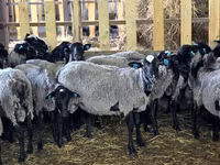 نعجة, Romanov sheep — الصورة 3