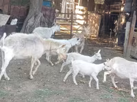 Ziege, Dutch Landrace goats — Foto 1