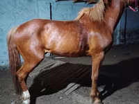 Horse (M), Budyonny horse — photo 2