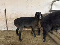 Sheep, Blackheaded Persian sheep — photo 3
