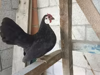 मिनोरका — फ़ोटो 4
