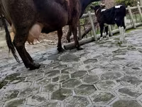 Vaca, Ganado vacuno — foto 3