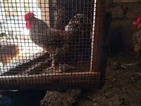 Chickens — photo 1