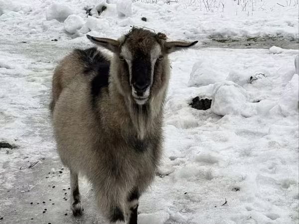 बकरी, Alpine goat
