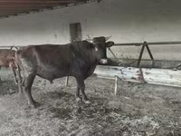 सांड, मवेशी — फ़ोटो 4