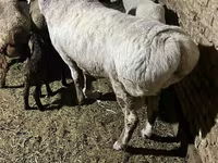 Ram, Afghan Arabi sheep — photo 2