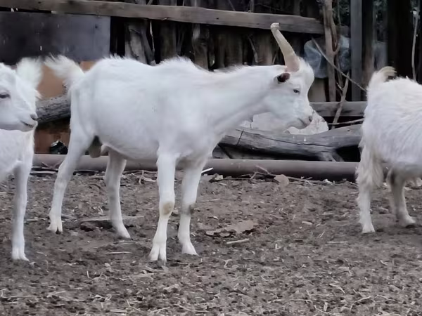 Коза, Козлы