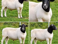Widder, Beltex sheep — Foto 2