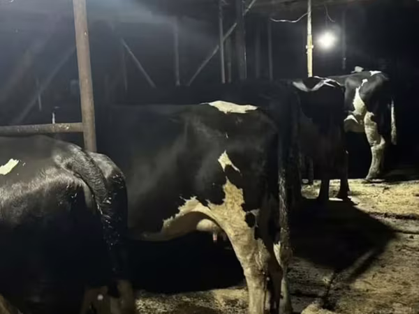 Cow, Swiss cattle