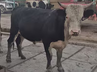 Toro, Simmental cattle — foto 2