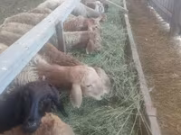 母羊, Sheep — 照片 2