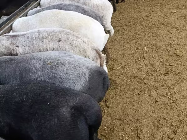 公羊, Sheep