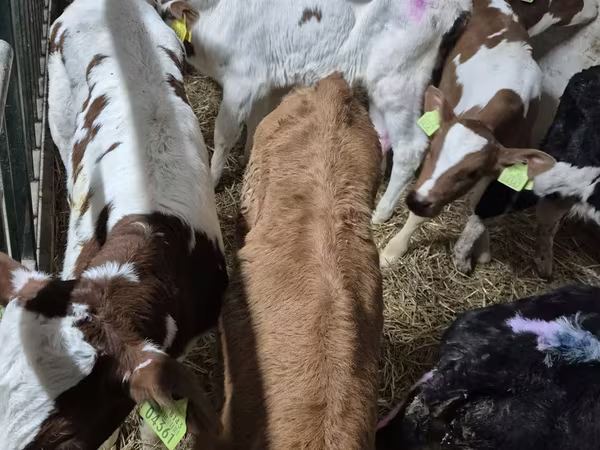 सांड, Simmental cattle