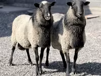 मेढ़ा, Romanov sheep — फ़ोटो 1