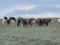 Yegua, Horse breed — foto 5