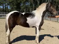 Hengst, American paint horse — Foto 1