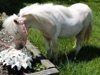 فرس, Palomino — الصورة 4