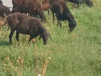 母羊, Sheep — 照片 4