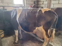 Cow, Swiss cattle — photo 7