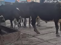 Toro, Simmental cattle — foto 5