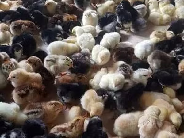 Chickens