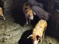 Säue, Schweine — Foto 3