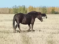 Horse (M), Vladimir heavy draft — photo 8