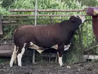 Toro, Cabeza Blanca Ucraniana — foto 1