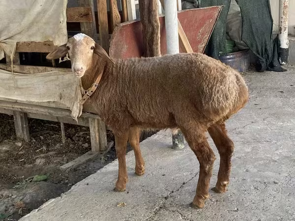 Ram, Arashan sheep