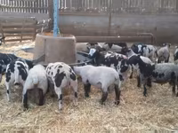 公羊, White Suffolk sheep — 照片 2