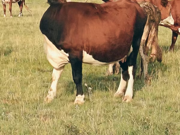 Kuh, Hereford