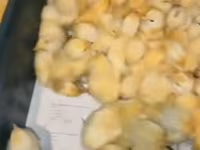 Chickens — photo 2