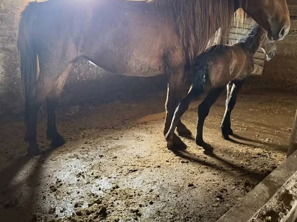 Stute, Kazakh horse