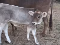 母牛, Brown Carpathian breed — 照片 5