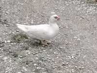 Domestic Muscovy — photo 4