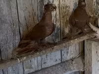 Ducks — photo 8