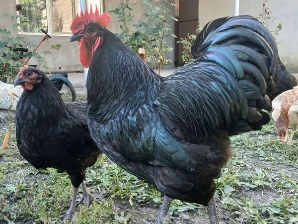 澳洲黑