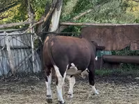 Toro, Cabeza Blanca Ucraniana — foto 3