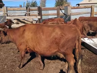 Vaca, Latvian Blue cattle — foto 5
