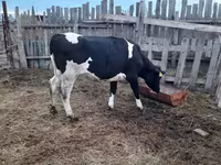Vaca, Raza Holstein — foto 2