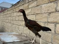أستراليان غيم — الصورة 4