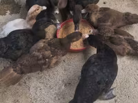 Chickens — photo 3