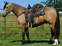 公马, Gypsy horse — 照片 6