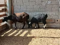 Oveja, Ovejas — foto 6