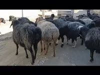 भेड़ें (लॉट, लिंग निर्दिष्ट नहीं), Hissar sheep — फ़ोटो 6